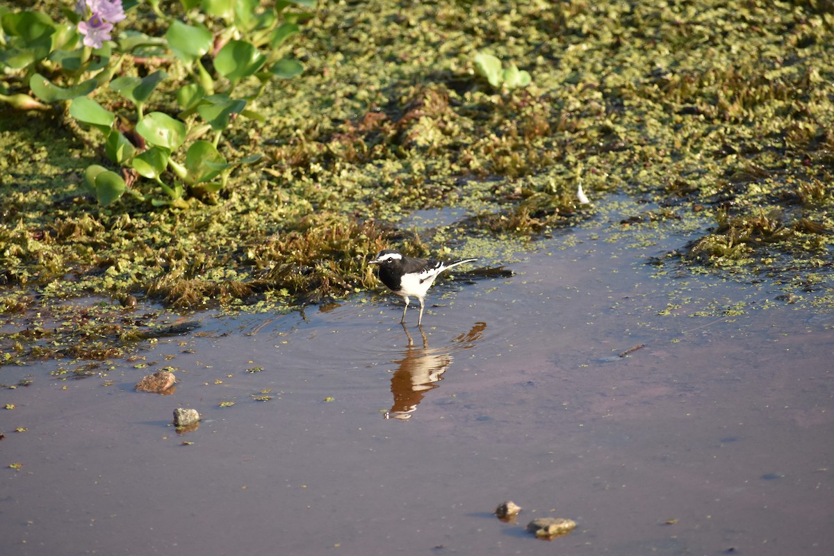 White-browed Wagtail - ML623936455