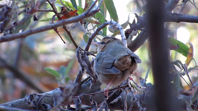 Worm-eating Warbler - ML623936460