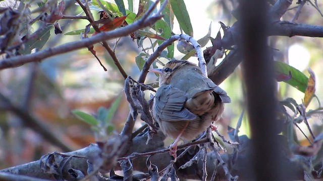 Worm-eating Warbler - ML623936460