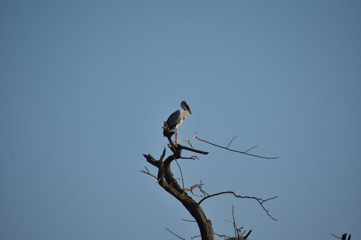 Asian Openbill - Anurag Singh