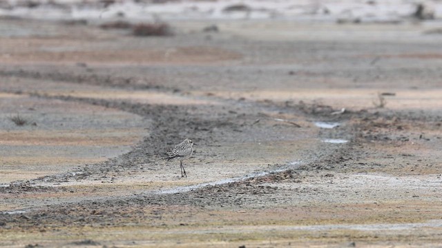 American Golden-Plover - ML623936472