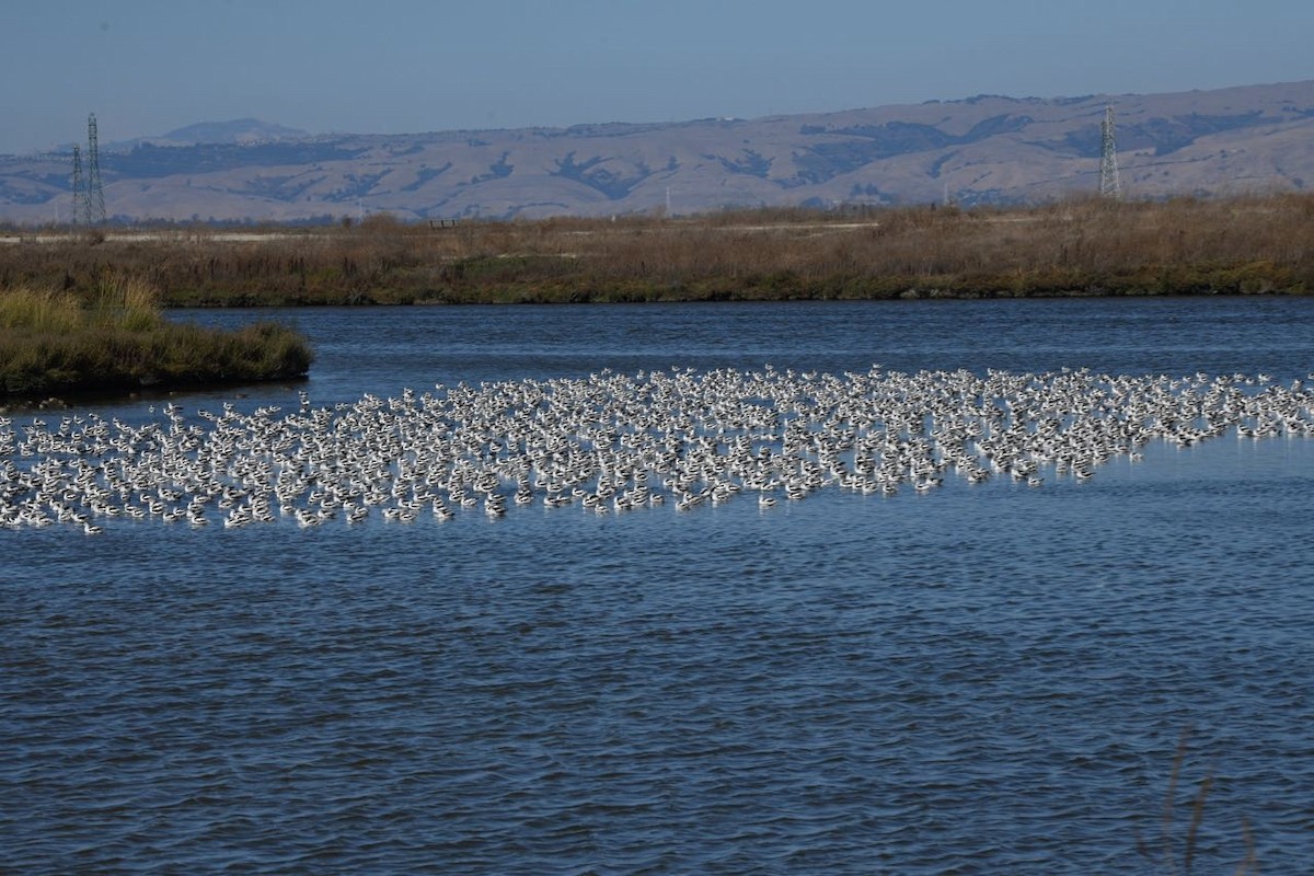 American Avocet - ML623936481