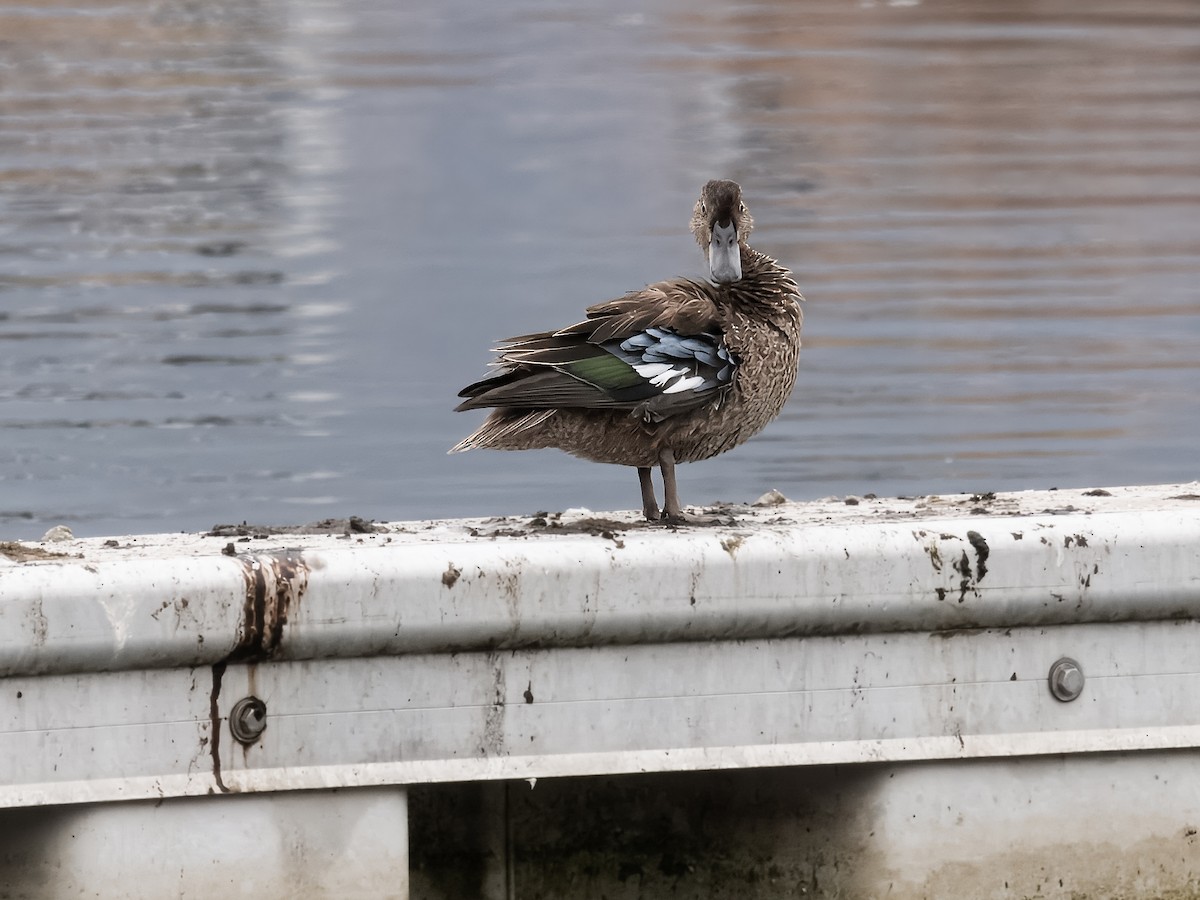 Cinnamon Teal - ML623936485