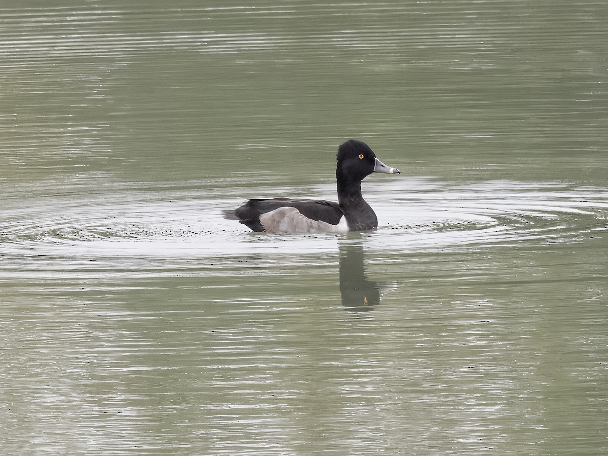 Ring-necked Duck - ML623936487