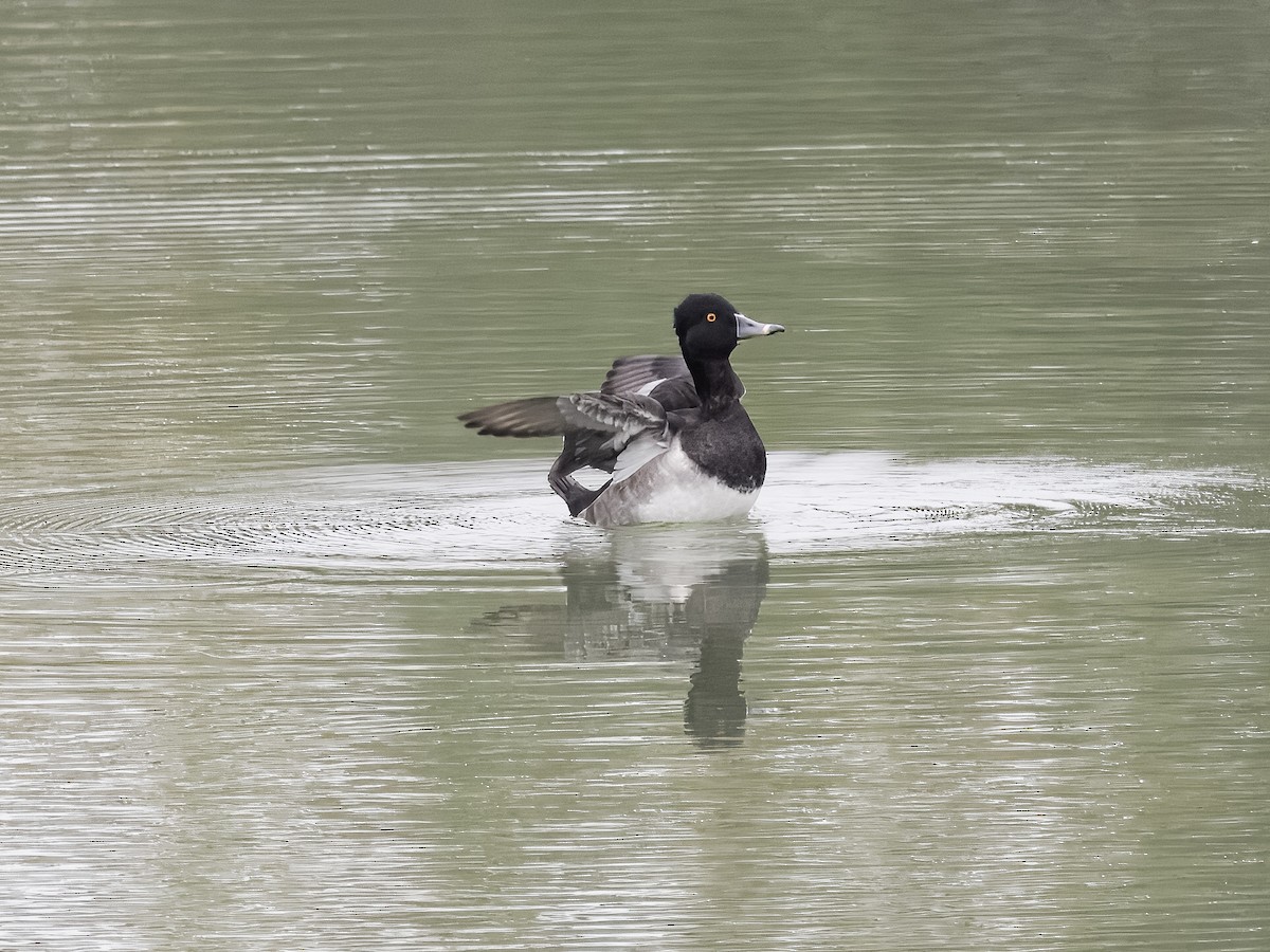 Ring-necked Duck - ML623936488