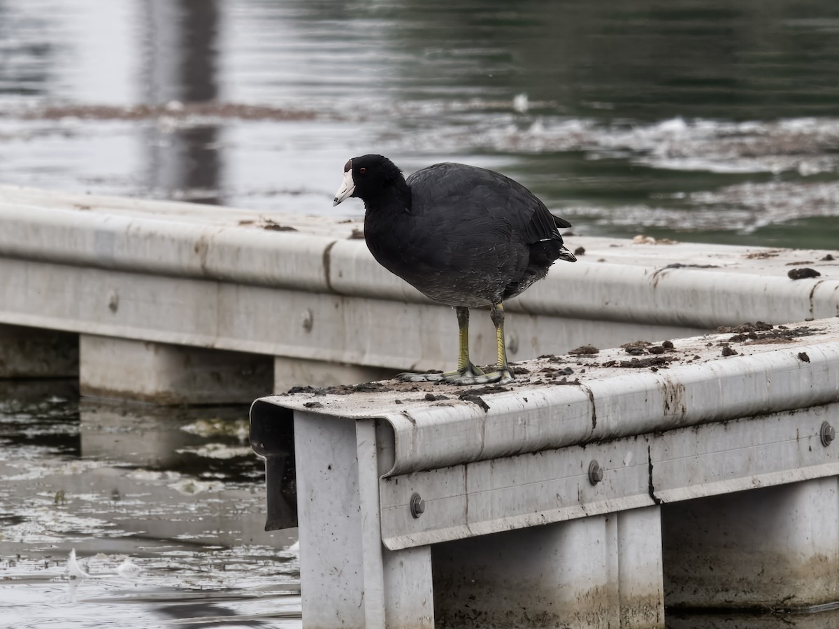 American Coot - ML623936492