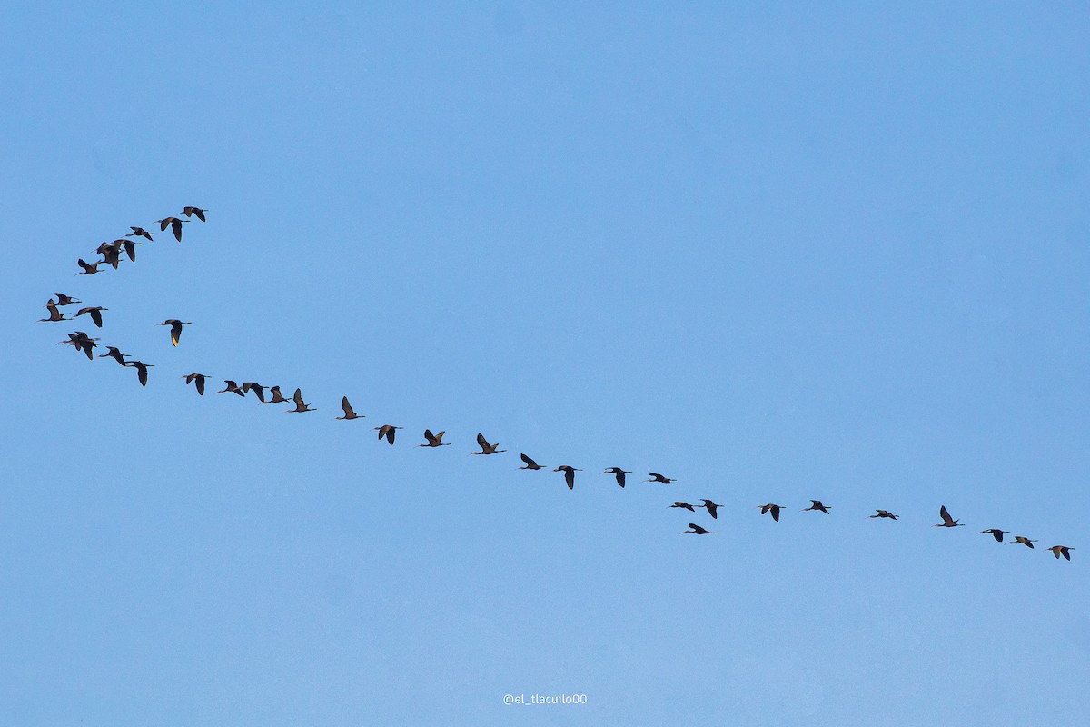 White-faced Ibis - ML623936498