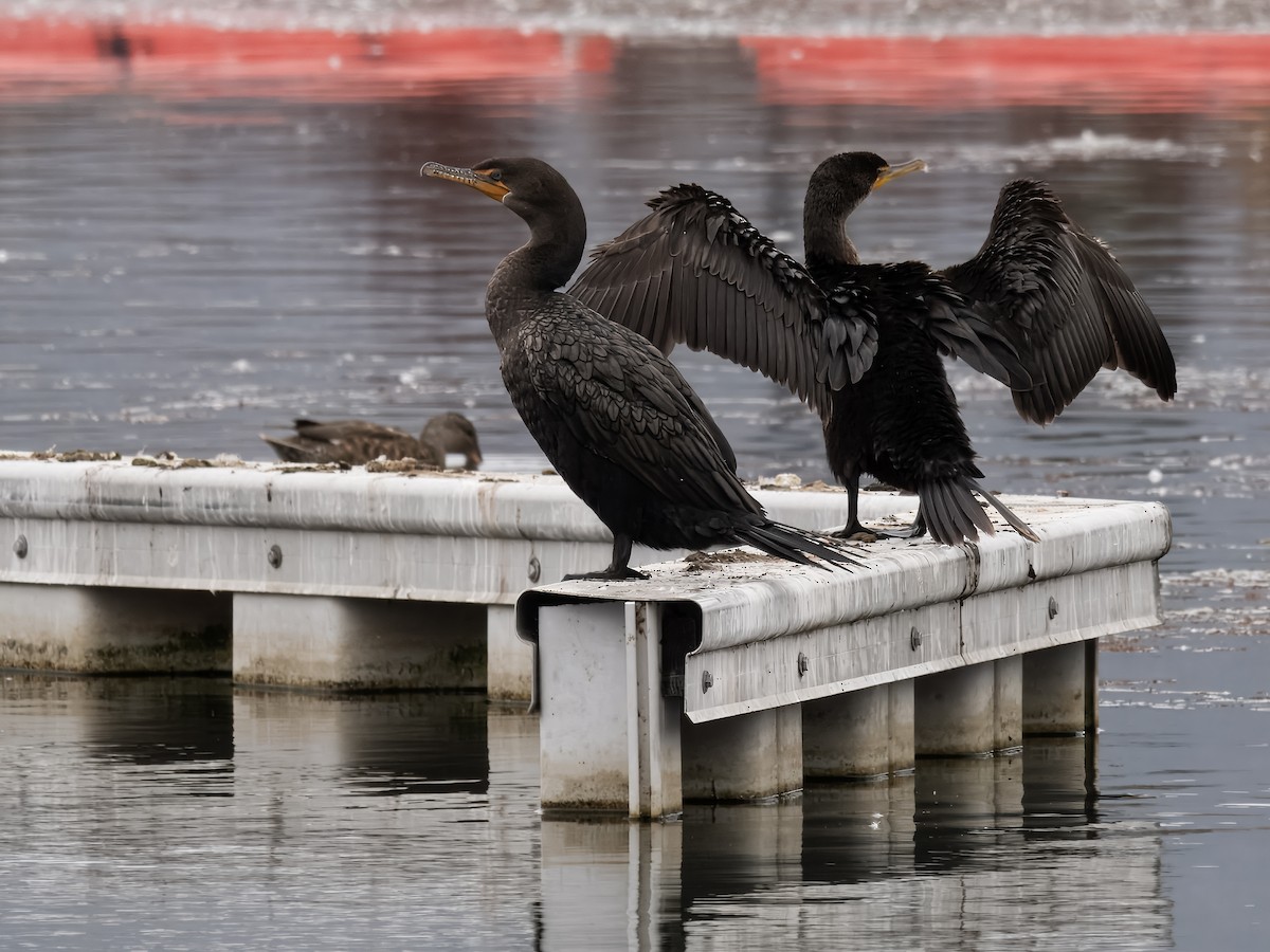 Double-crested Cormorant - ML623936501