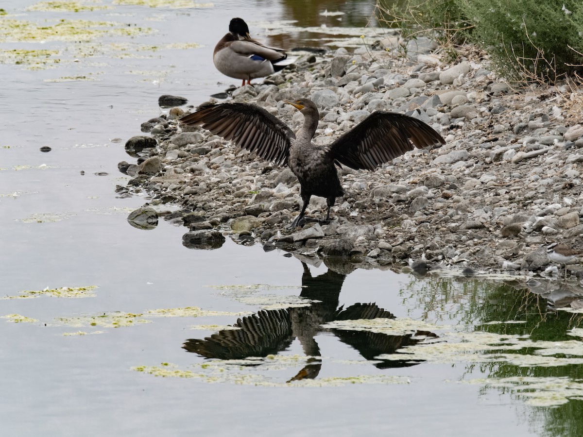 Double-crested Cormorant - ML623936502