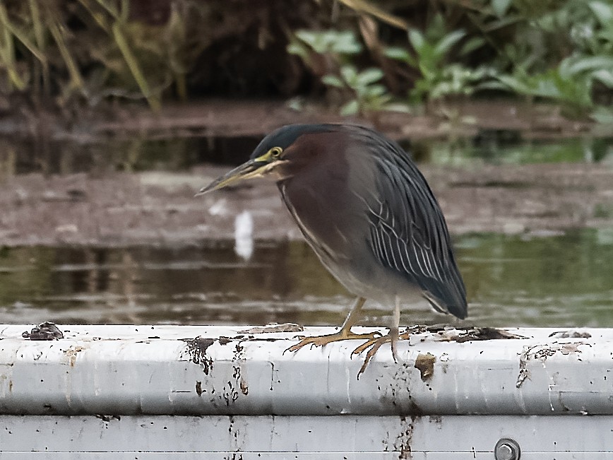 Green Heron - ML623936503