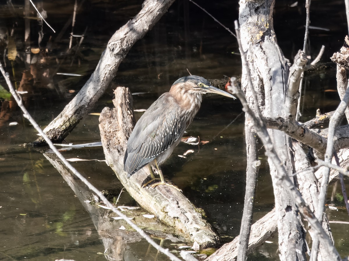 Green Heron - ML623936504