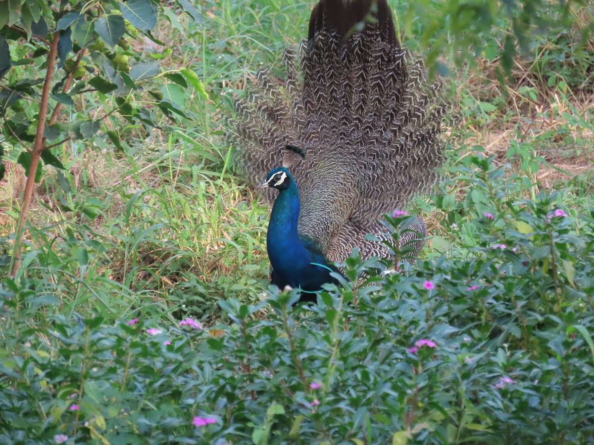 Indian Peafowl - ML623936505