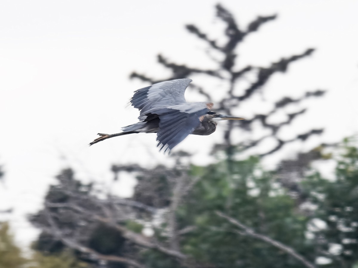 Great Blue Heron - ML623936508