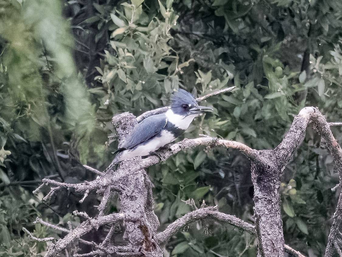 Belted Kingfisher - Deanne Tucker