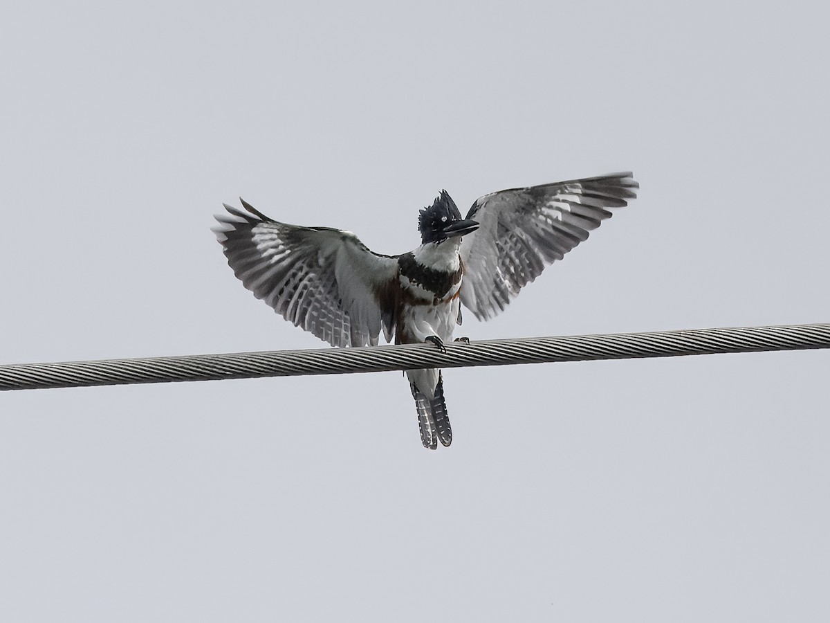 Belted Kingfisher - Deanne Tucker