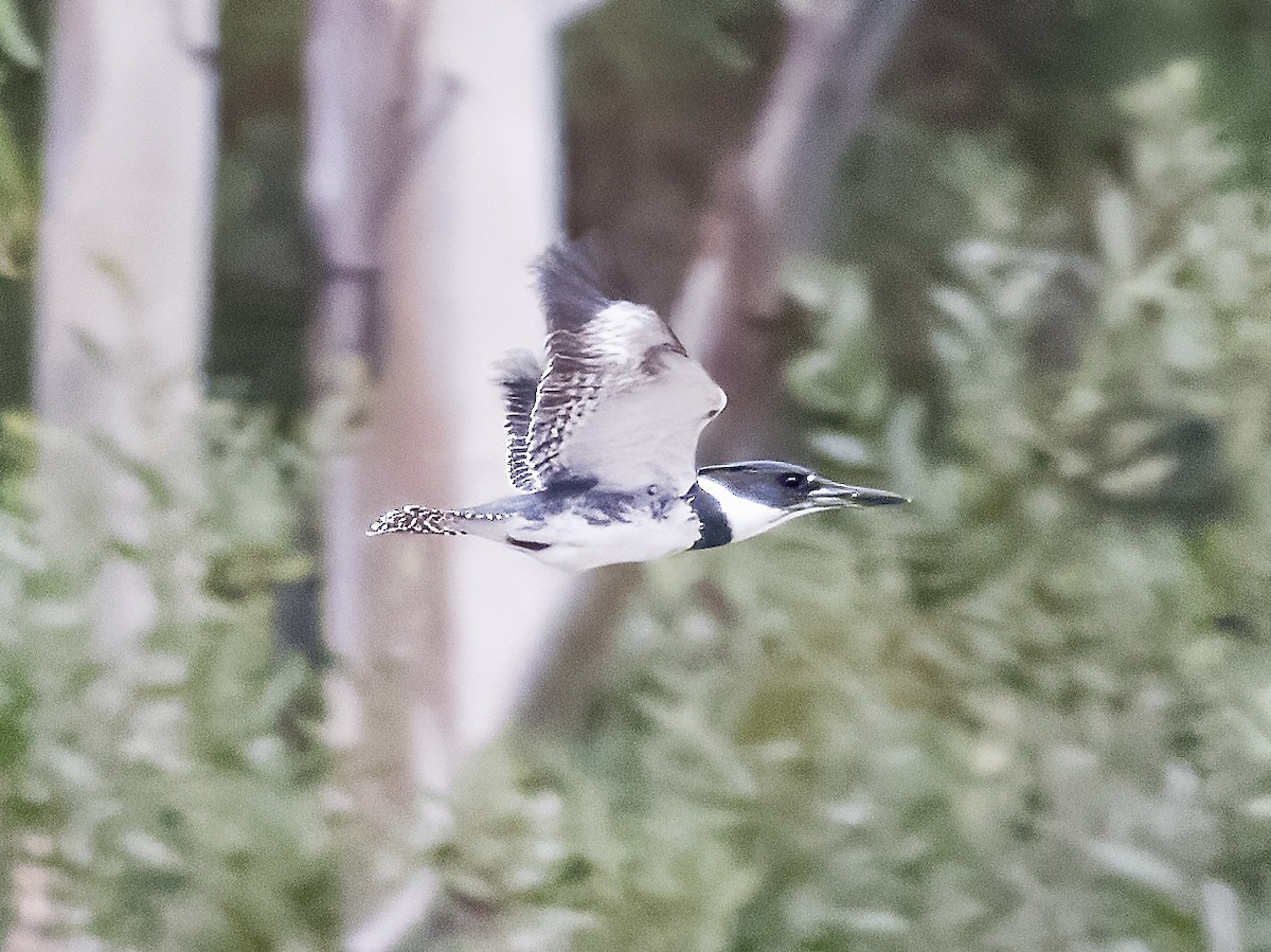 Belted Kingfisher - Deanne Tucker