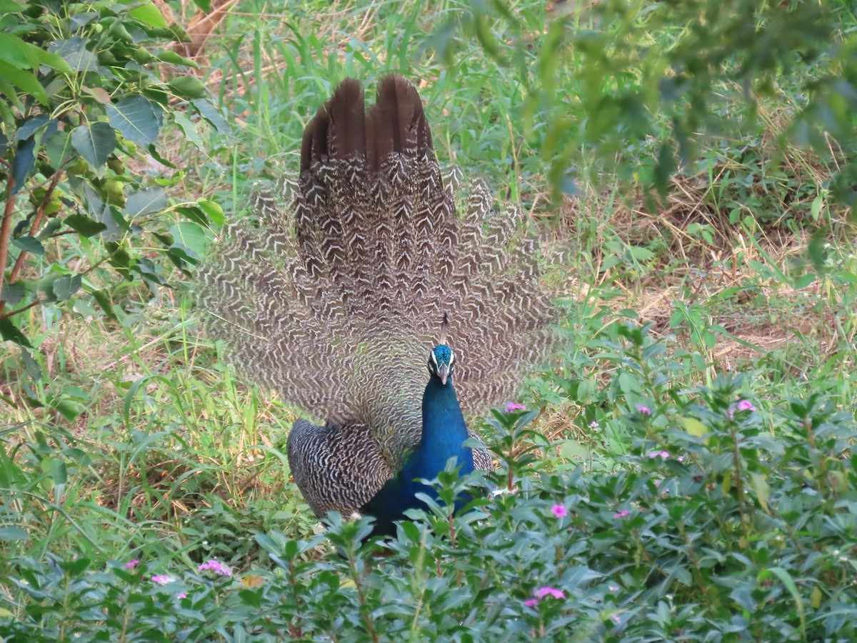 Indian Peafowl - ML623936513