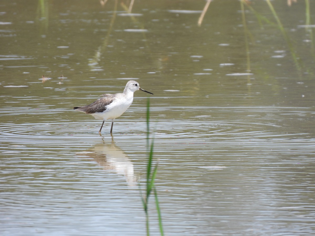 Common Greenshank - ML623936514