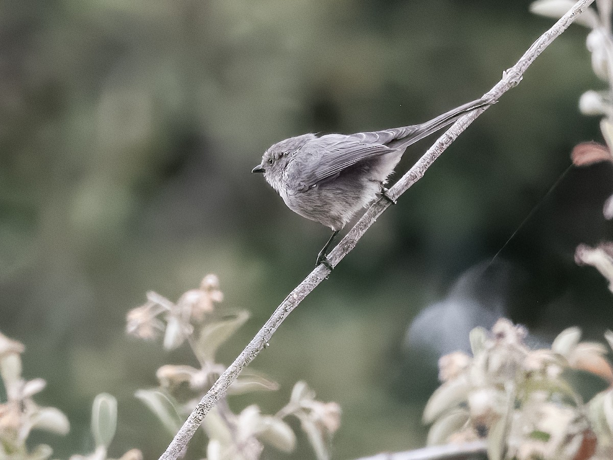 Bushtit - ML623936515