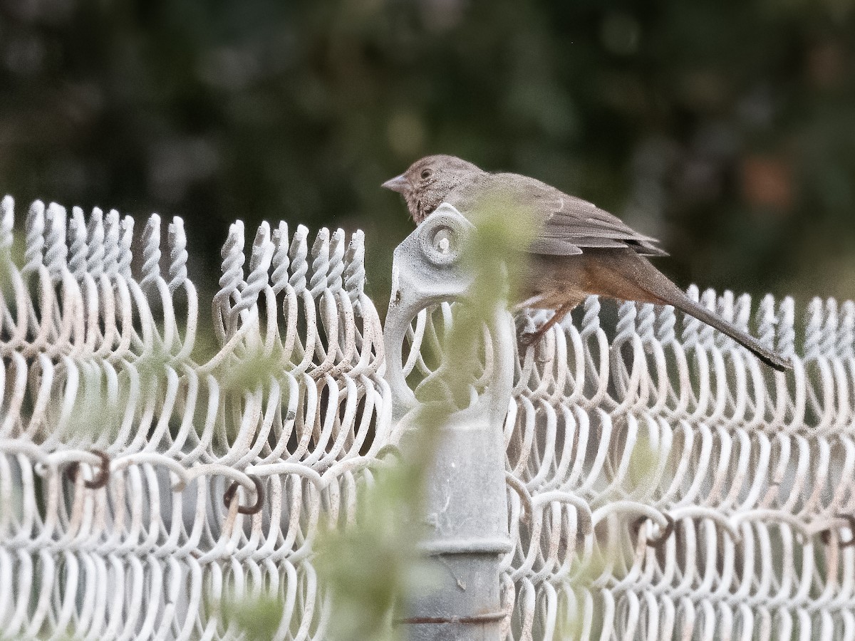 California Towhee - ML623936516