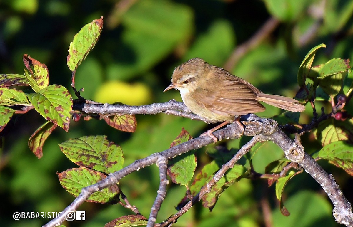 Brownish-flanked Bush Warbler - ML623936530