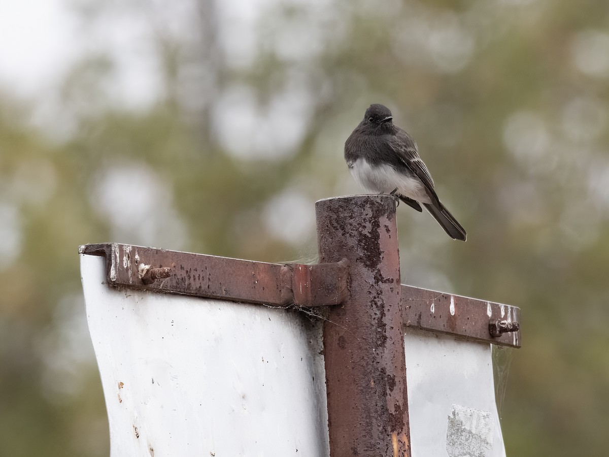 Black Phoebe - ML623936537