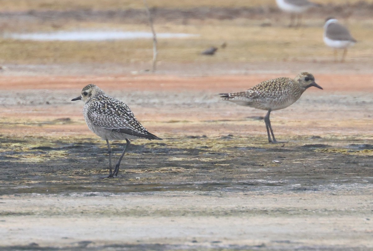 Pacific Golden-Plover - Sean McAllister