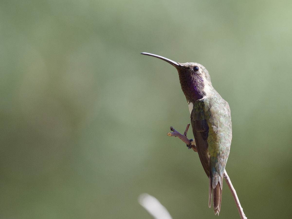 Lucifer Hummingbird - ML623936611