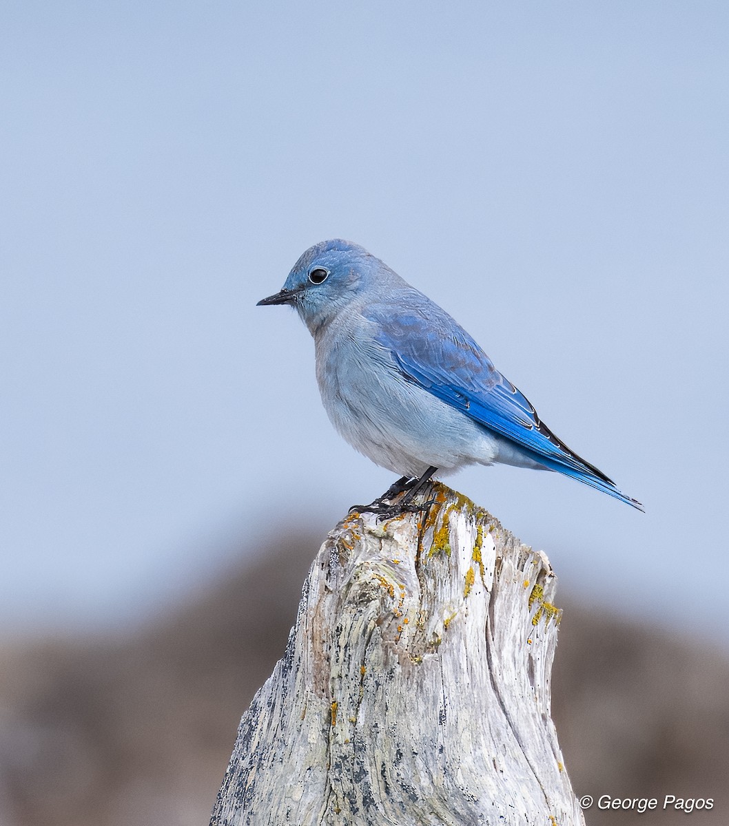 Mountain Bluebird - ML623936612