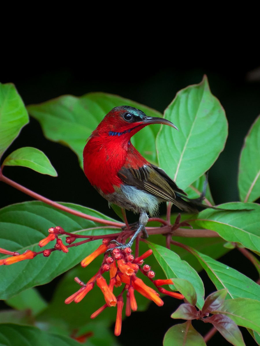 Crimson Sunbird - ML623936645