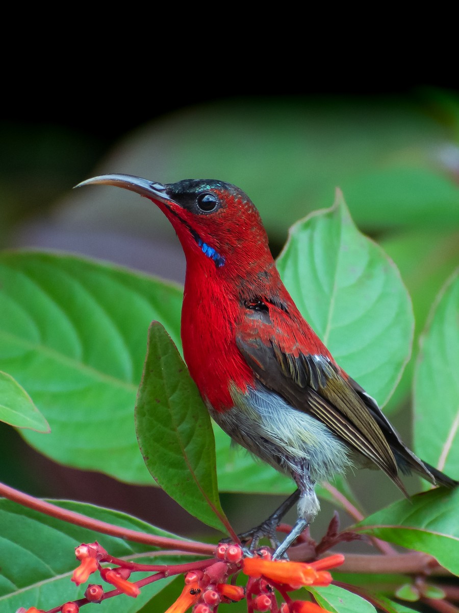 Crimson Sunbird - ML623936646