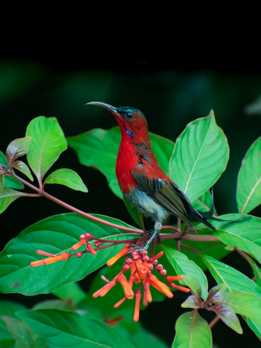 Crimson Sunbird - ML623936647
