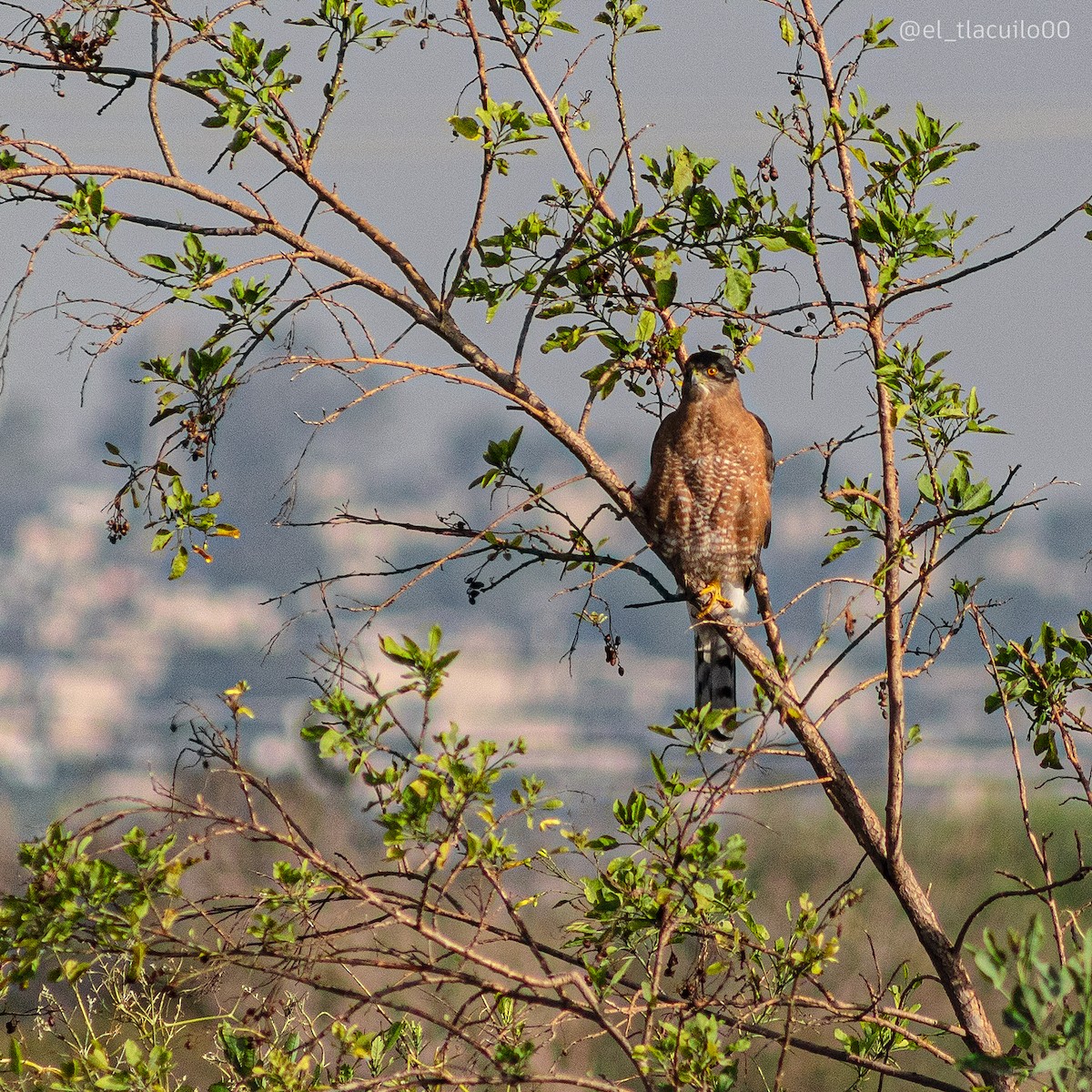 Cooper's Hawk - ML623936708