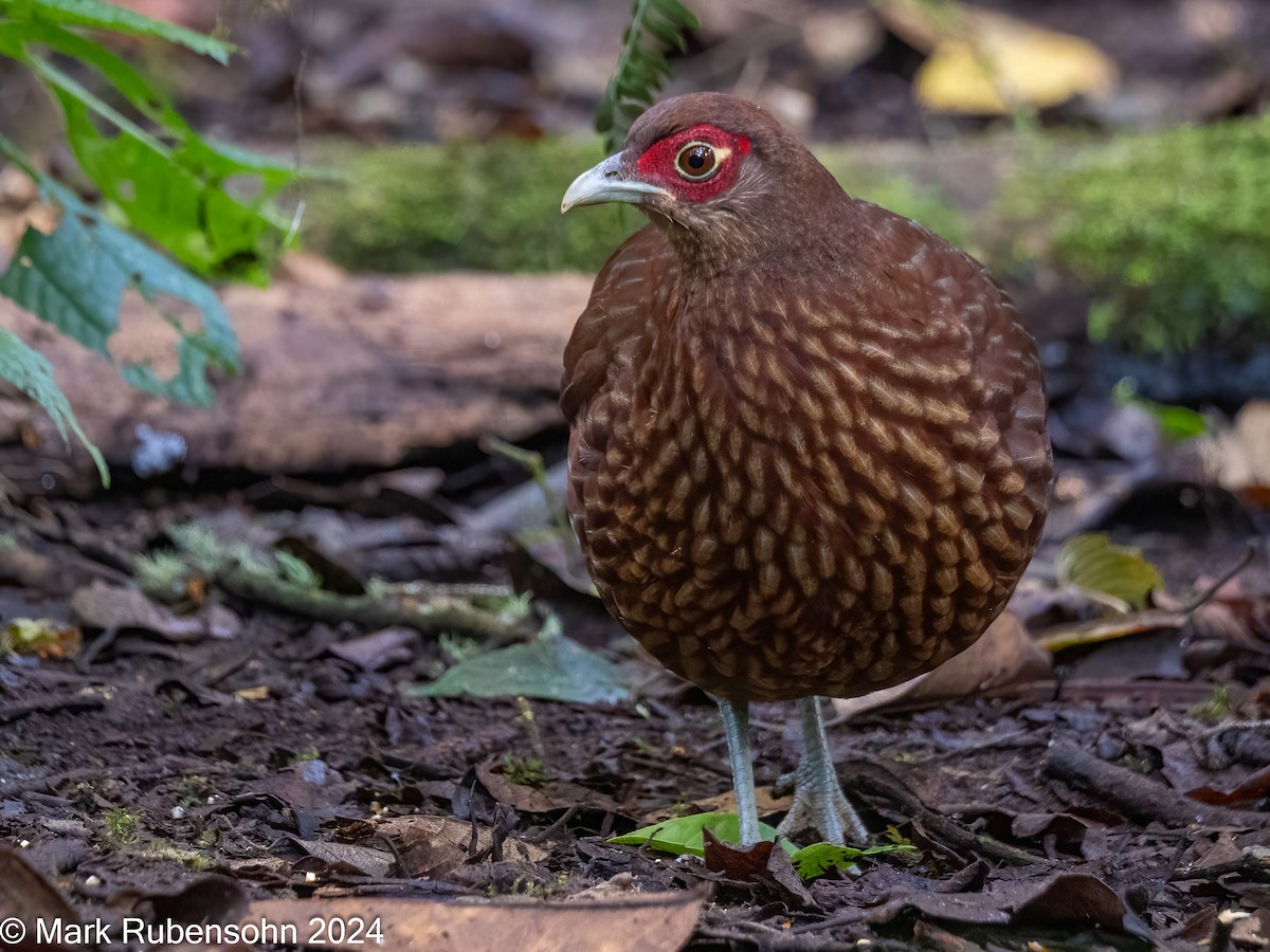 Salvadori's Pheasant - ML623936717