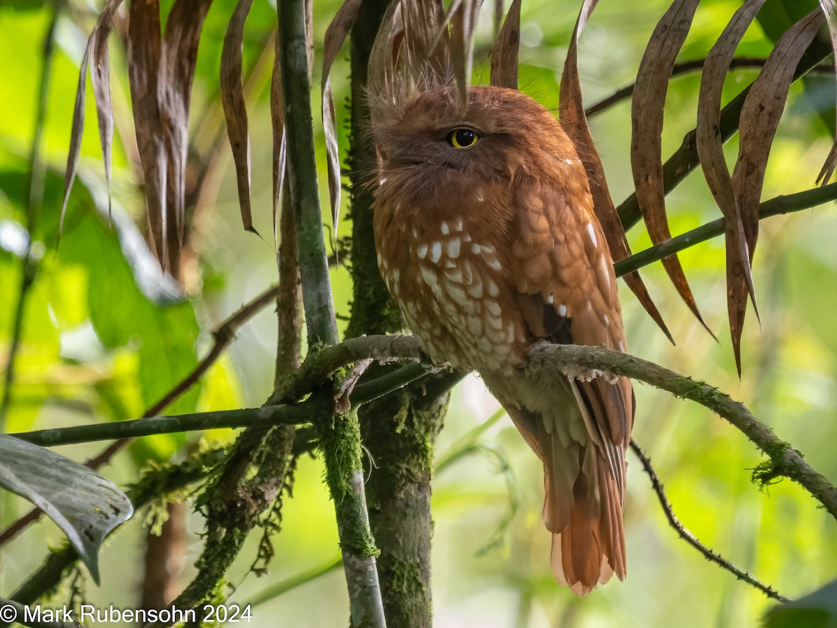 Sumatran Frogmouth - ML623936724