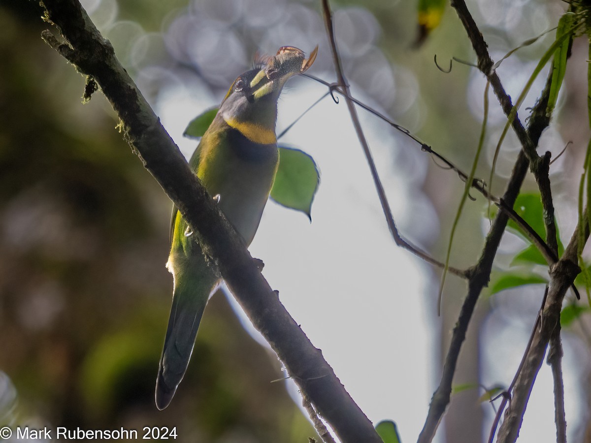 Fire-tufted Barbet - Mark Rubensohn