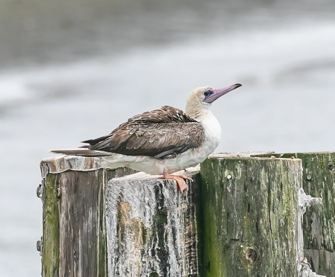 Red-footed Booby - ML623936738