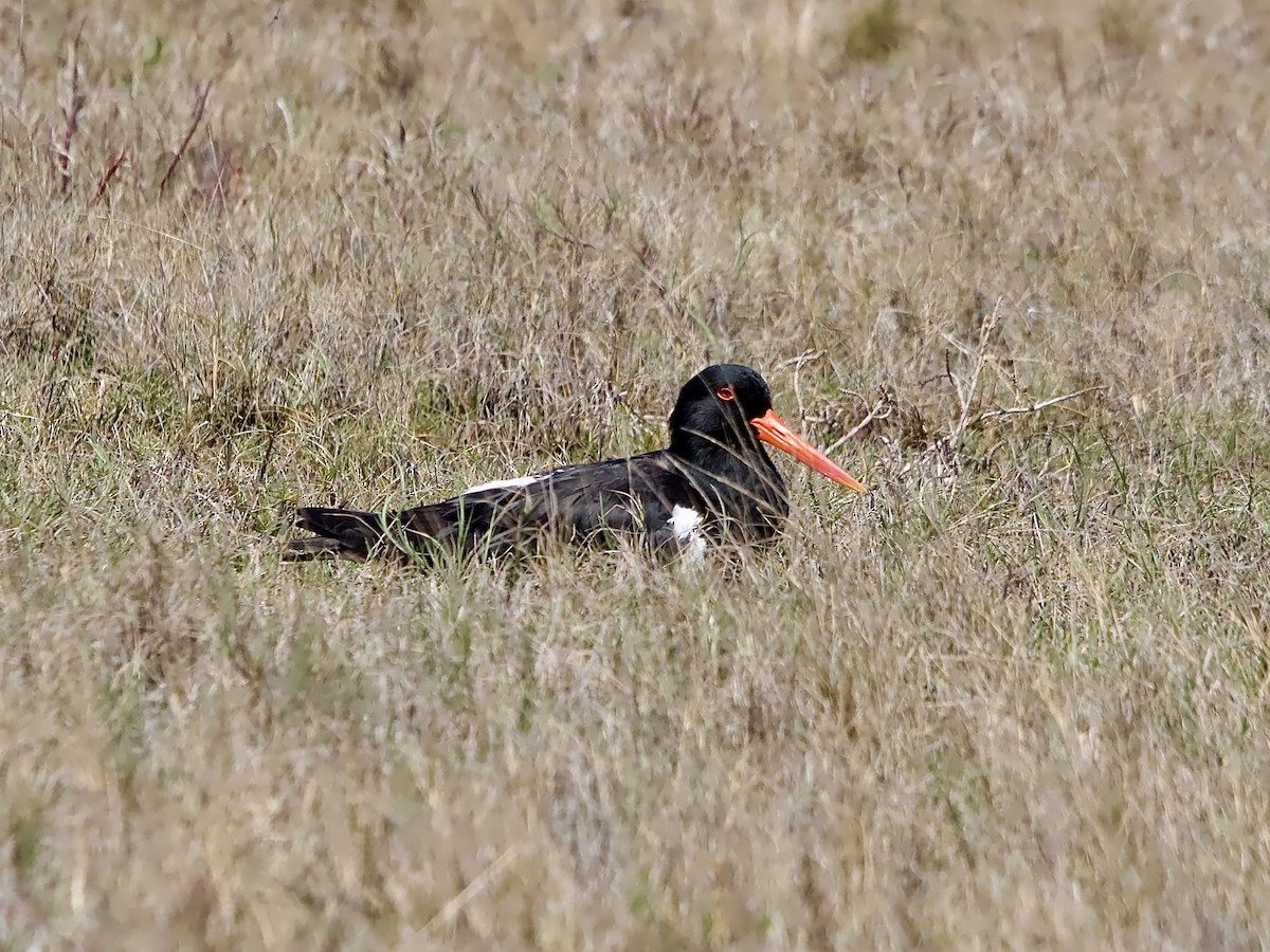 Pied Oystercatcher - ML623936741