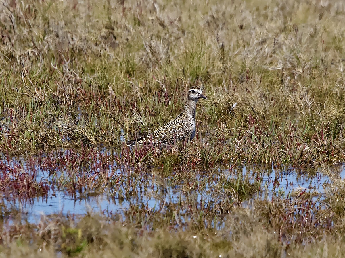 Pacific Golden-Plover - ML623936749