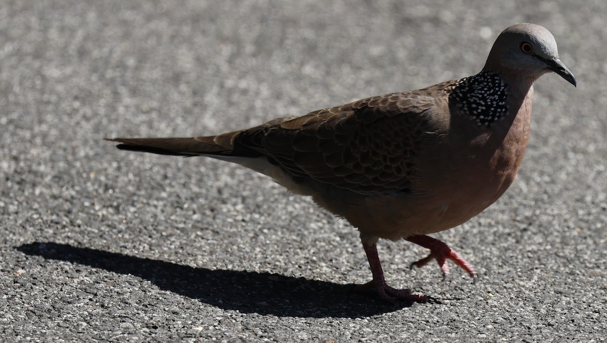 Spotted Dove - ML623936750