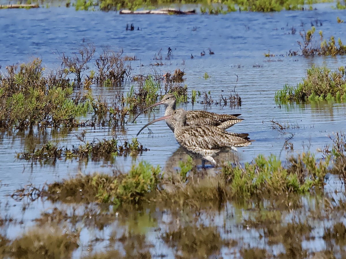 ホウロクシギ - ML623936752