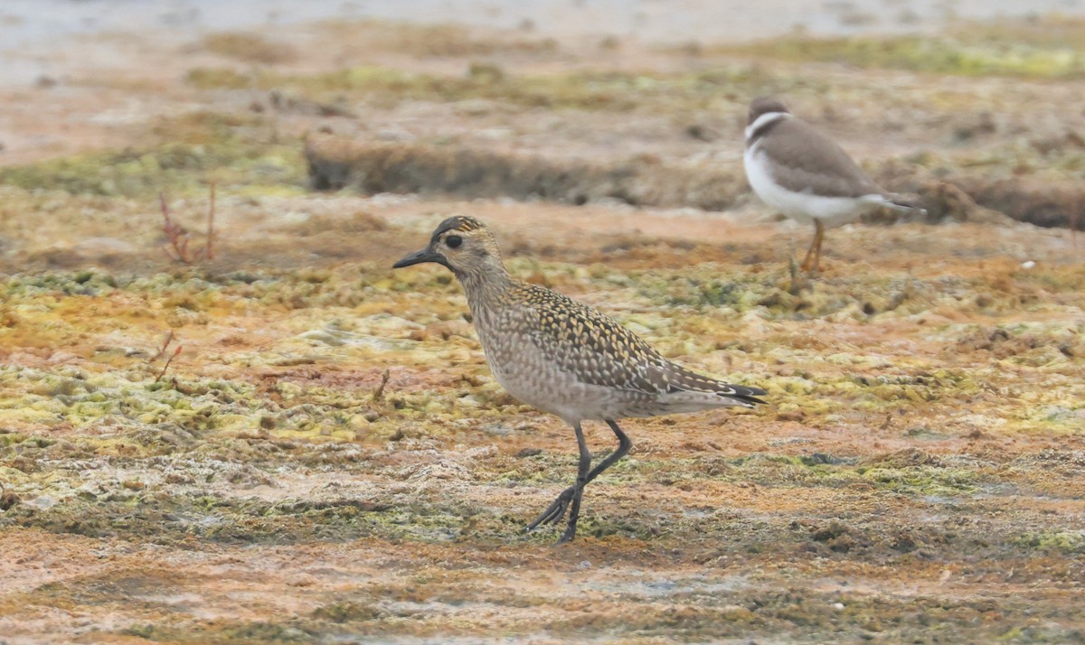 Pacific Golden-Plover - ML623936753