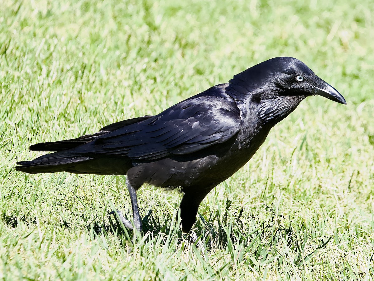 Australian Raven - Allan Johns