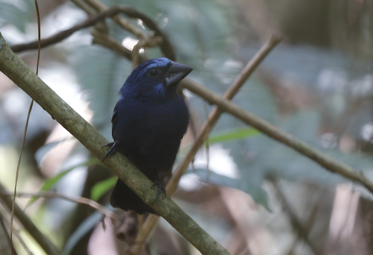 Amazonian Grosbeak - ML623936776