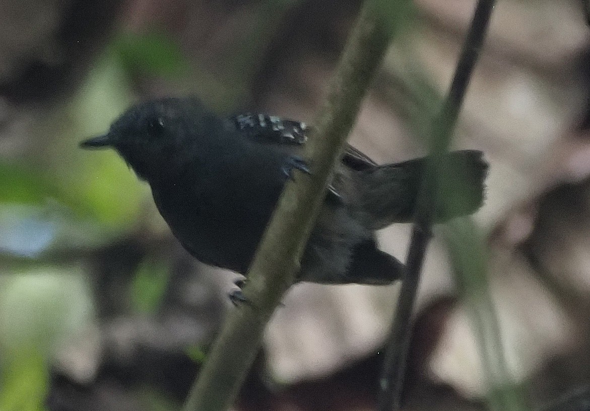 Slaty Antwren - ML623936778