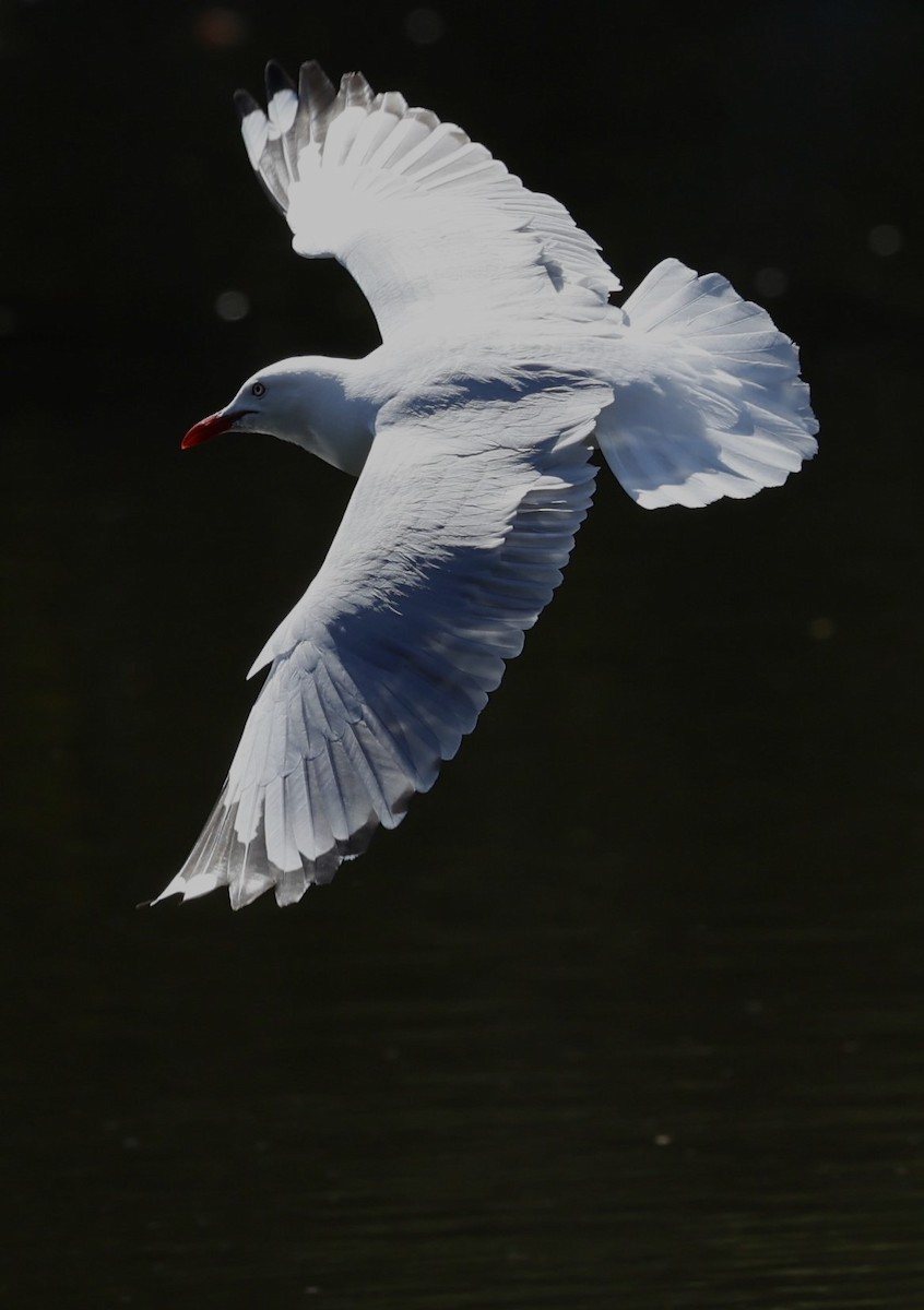 Silver Gull - ML623936787