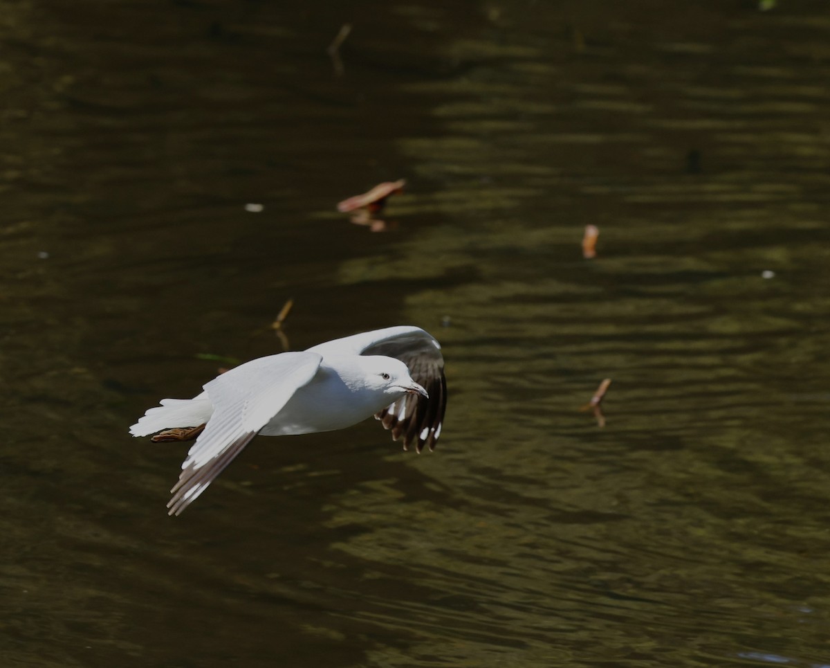 Silver Gull - ML623936788