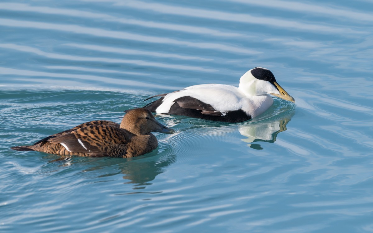 Common Eider - ML623936803