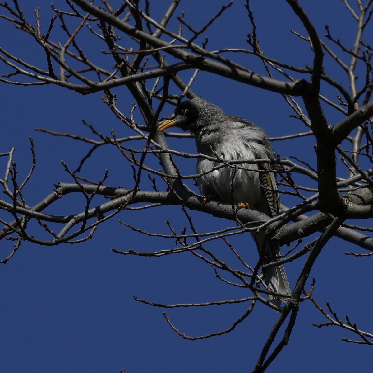 Noisy Miner - ML623936845