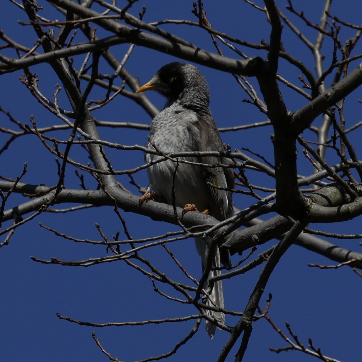 Noisy Miner - ML623936846